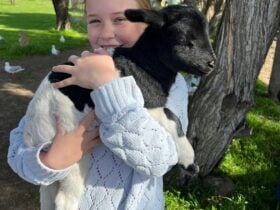 Baby lambs seasonal