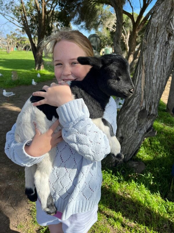 Baby lambs seasonal