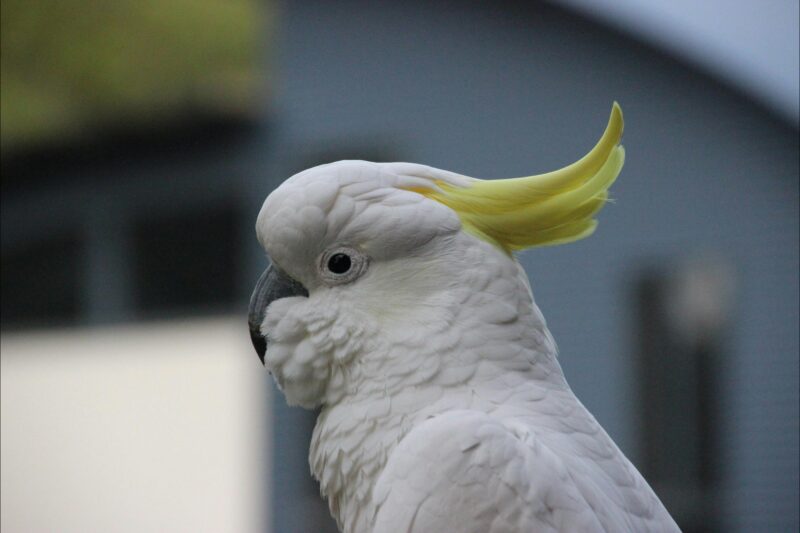 Cockatoo