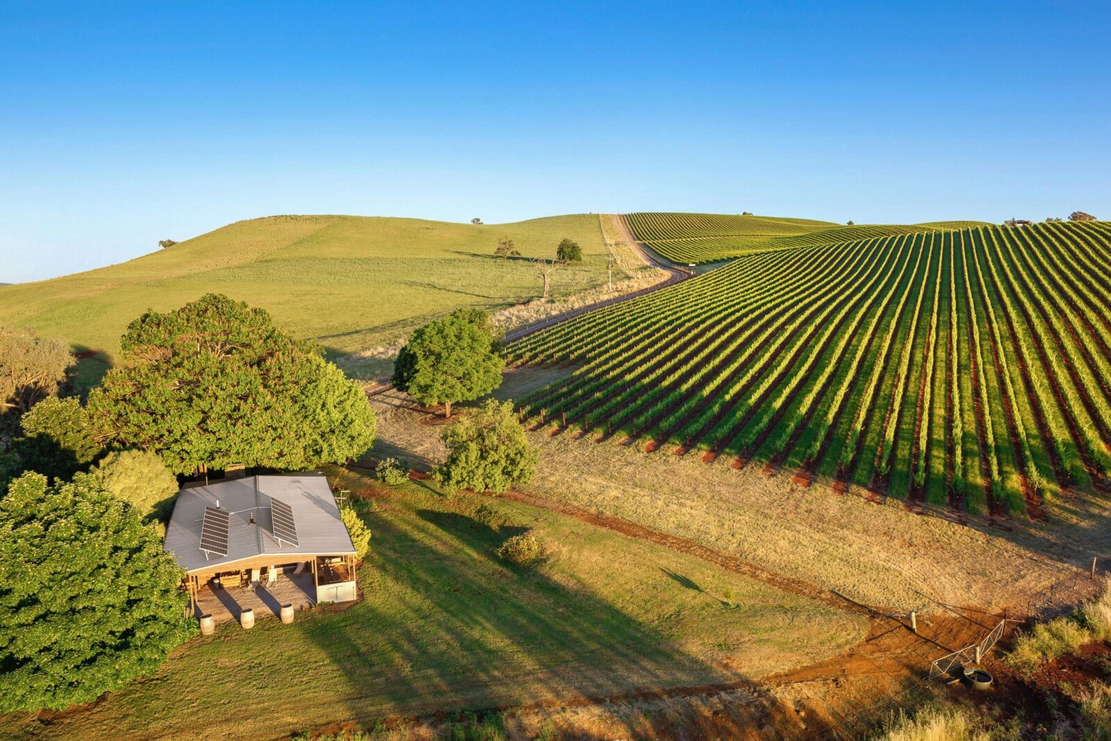Mt Bellevue King Valley