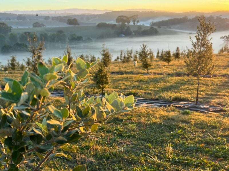 The morning mist in the truffle trees at Scotch Hill Truffle Farm