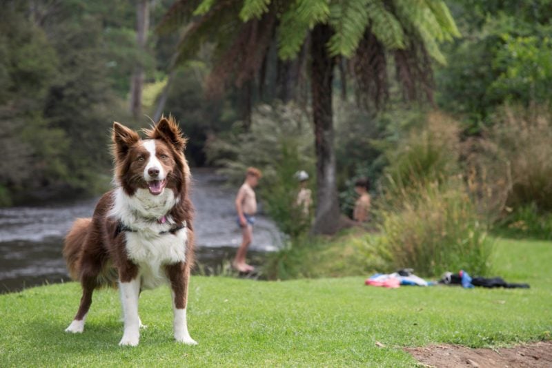 Image of a dog standing by the river