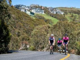 Group of cyclists riding the Mt Buller road with the Mt Buller village in the background