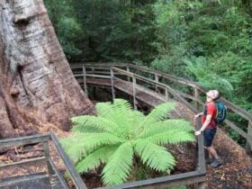 Ada No.2 Mill to Ada Tree Trail, visityarravalley.com.au