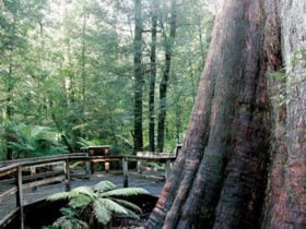 Ada Tree Rainforest Walk