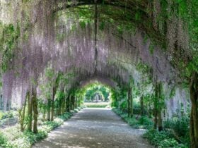 A wisteria arbour with long purple flowers in bloom.