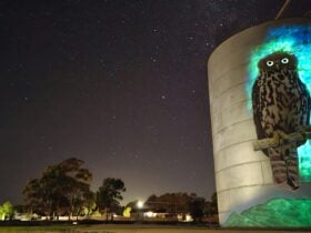 At night the Barking Owl glows in the dark