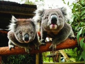 2 Koalas leaning forward to camera