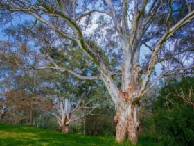 Banksia Park