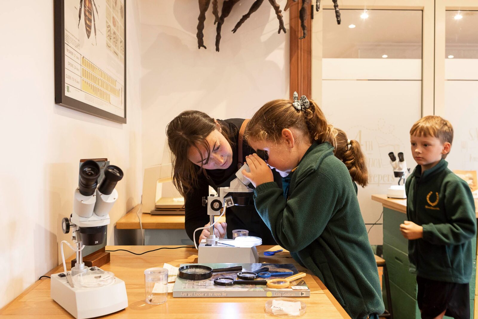 Learn about bee biology