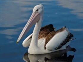 Pelican at Bemm River