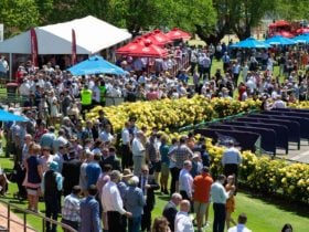 Bendigo Cup 2018