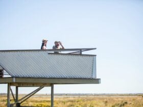 two adults on tower with binoculars looking out to wetlands