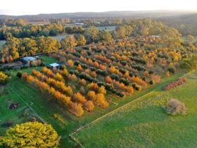 truffle farm