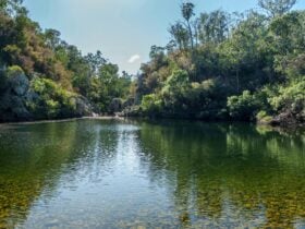 Waterhole surrounded by forest