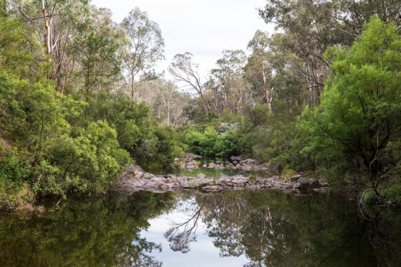 Briagolong State Forest