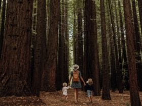 Family walking the Redwood Forest in Cement Creek