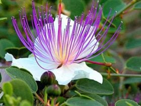 Caper flower