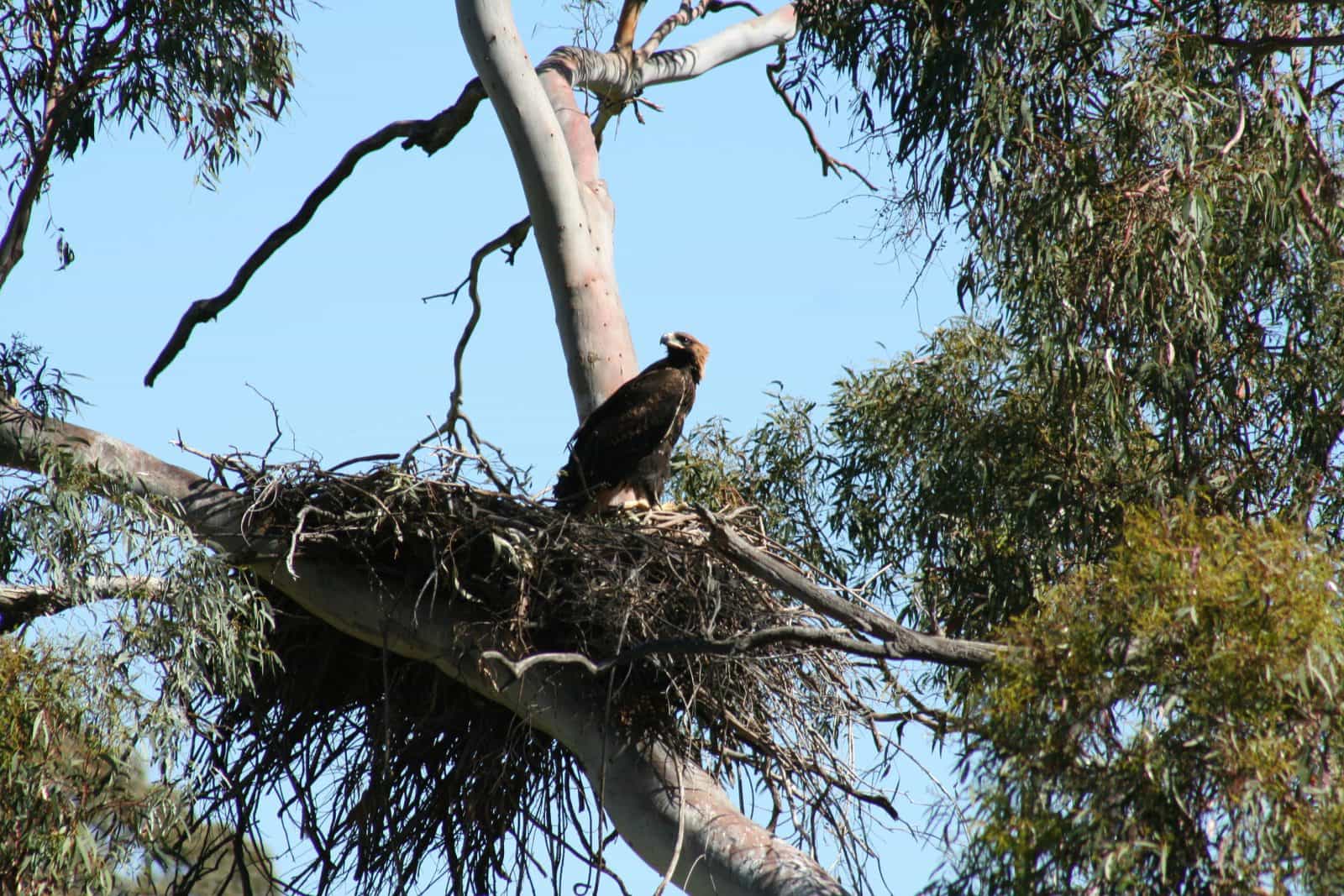 Castle Creek Reserve