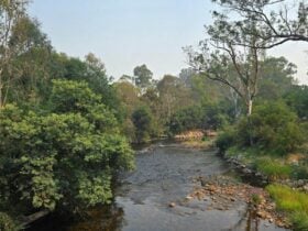 Clear river wih a rocky bottom, flowing through a grassy reserve