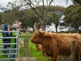 Highland cow looking at visitors behind a fence