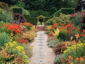 Hot summer border at cloudehill