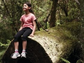Dandenong Ranges National Park