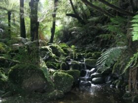 Dandenong Ranges Tourist Track