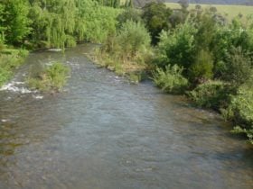 Dargo