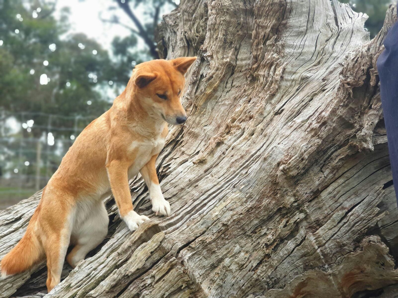 Dingo on a tree