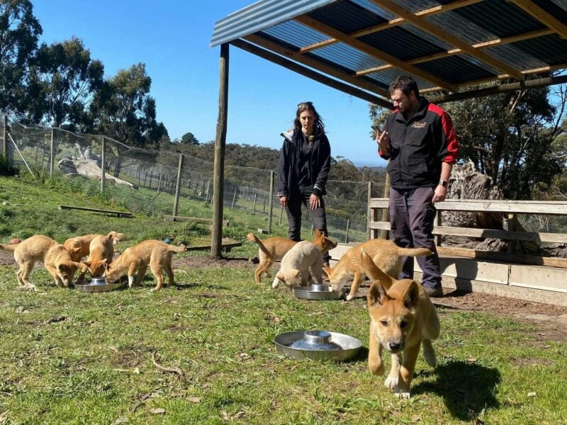 dingo cubs with humans