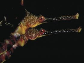 Generic Parks Victoria - Seadragons