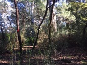 River red gums