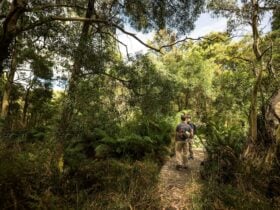Endeavour Fern Gully