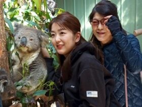 Koala Experience