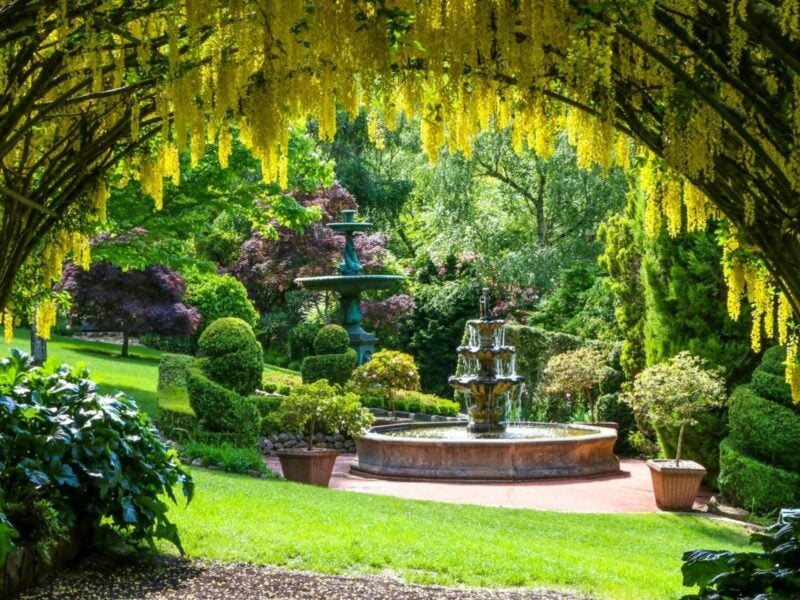 Summer wisteria with a fountain in the background