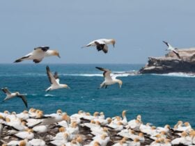 Point Danger Gannet Colony