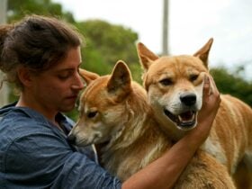 Great Ocean Road Wildlife Park