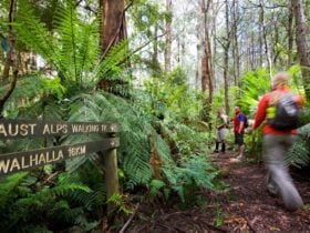 Great Walhalla Alpine Trail