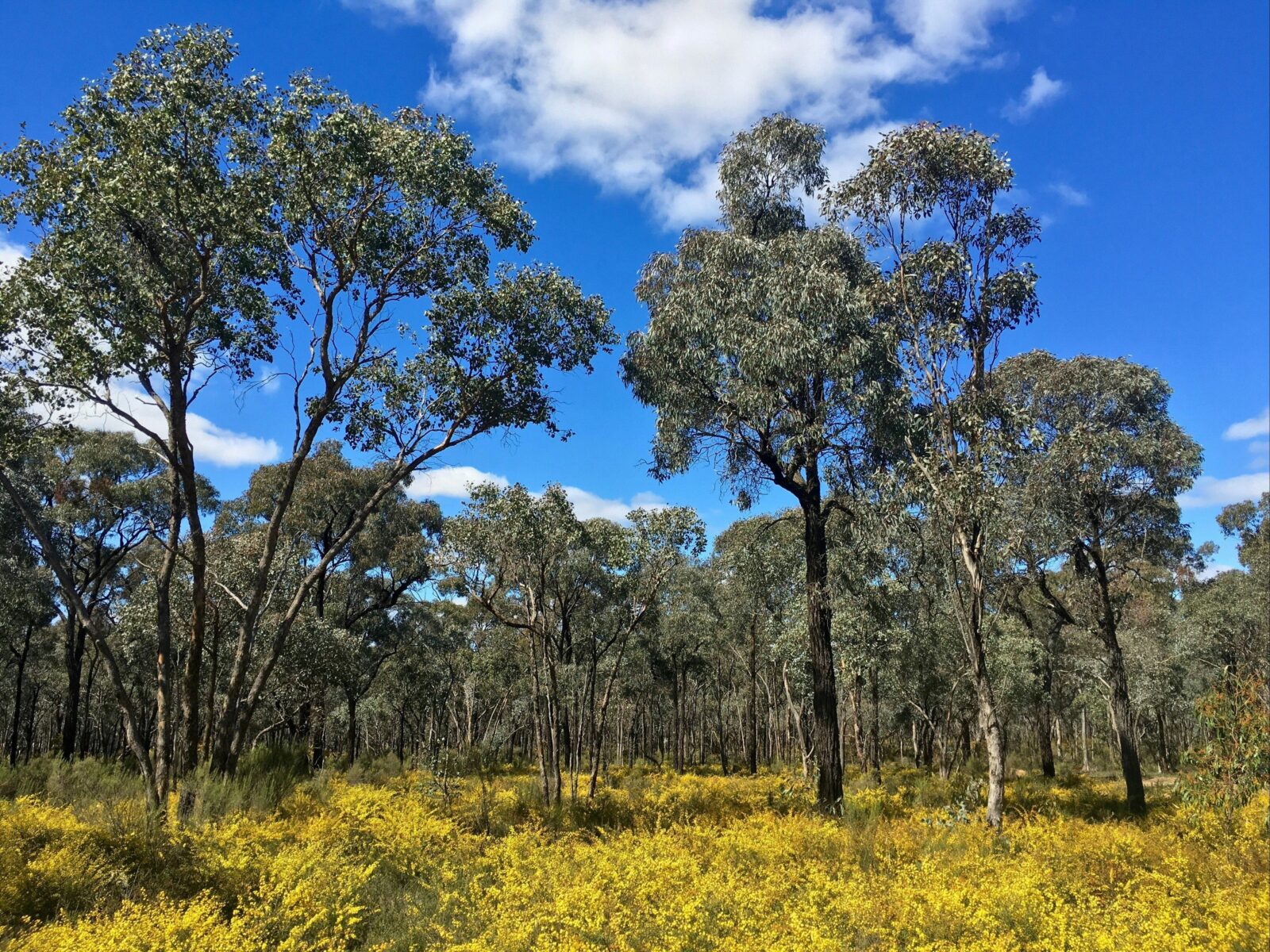 Greater Bendigo State Park