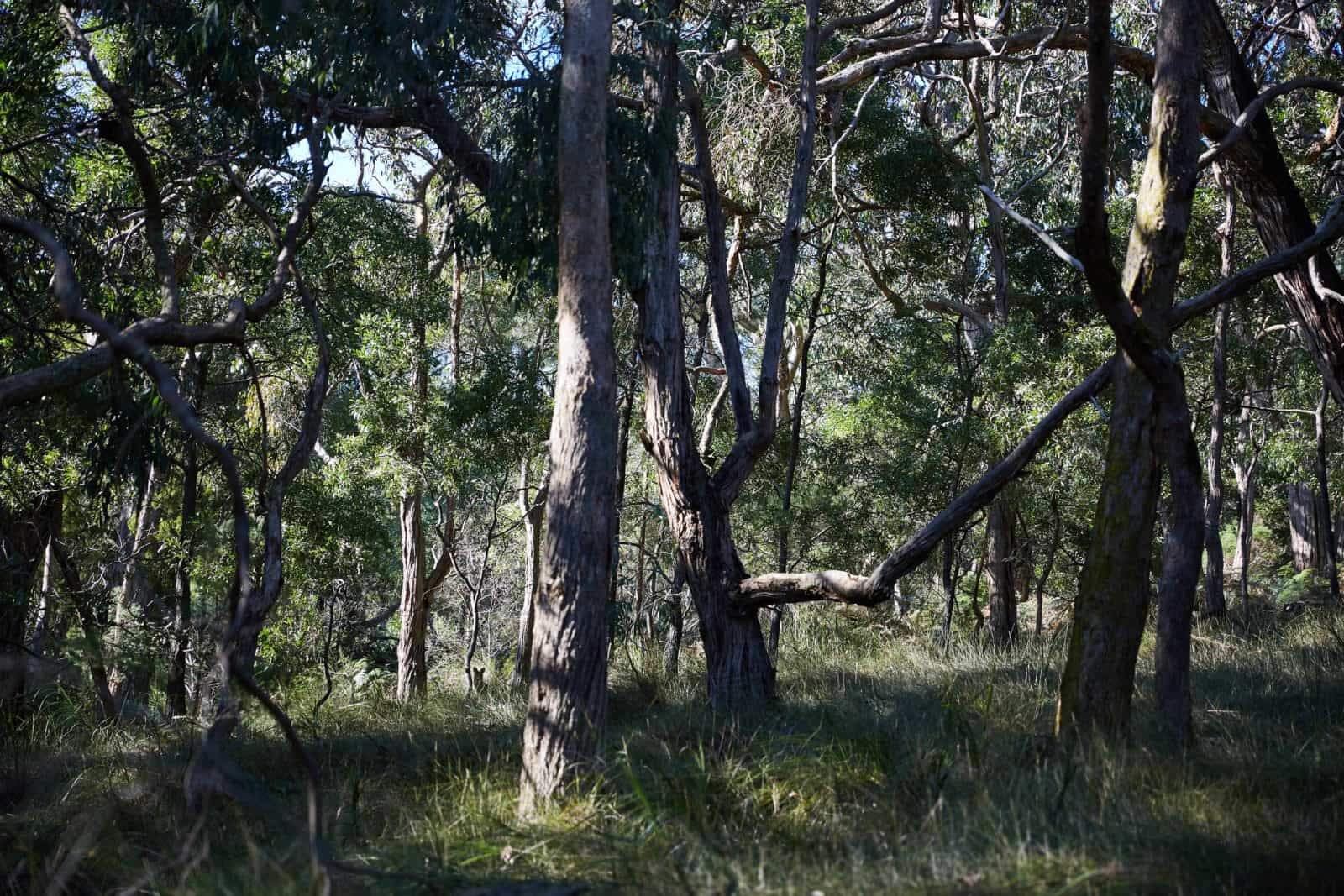 Mornington Peninsula