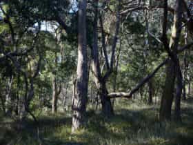 Mornington Peninsula
