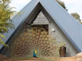 Animals meet and greet you at Halls Gap Zoo