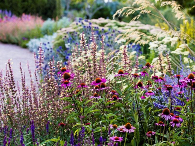 Colourful flower border with curved path on the left and sun filtering through grasses on the right.