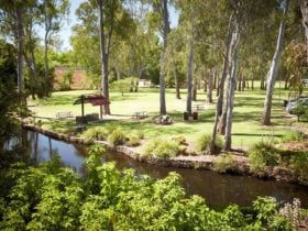 Merriwa Park Gum trees where Hidden Creature Discs are located