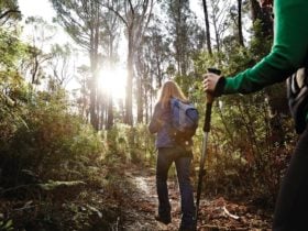 Kinglake National Park