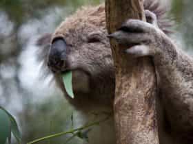 Koala