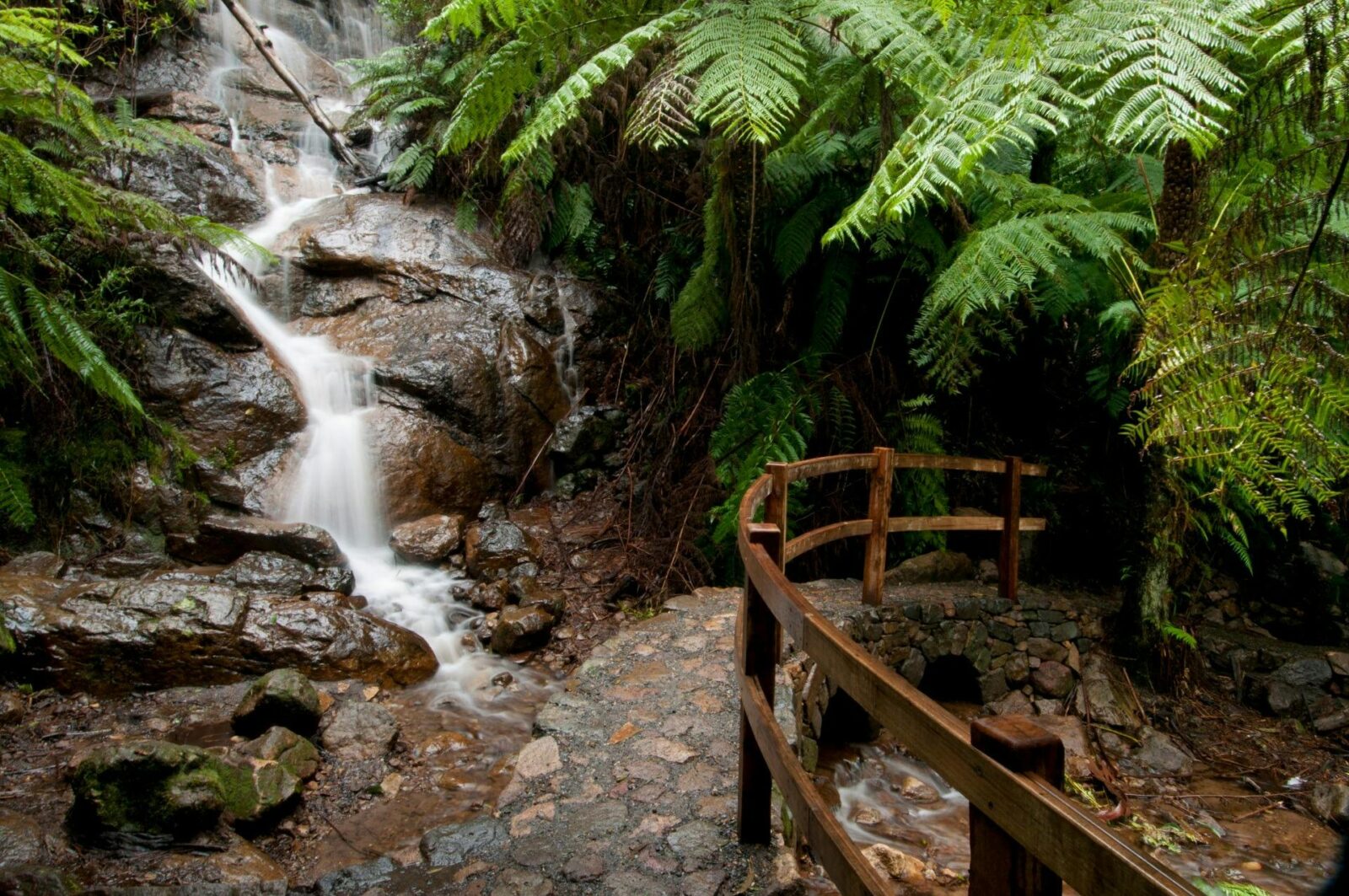 A small waterfall surrounded by tree ferns