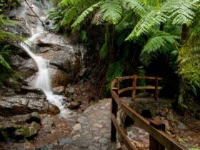 A small waterfall surrounded by tree ferns