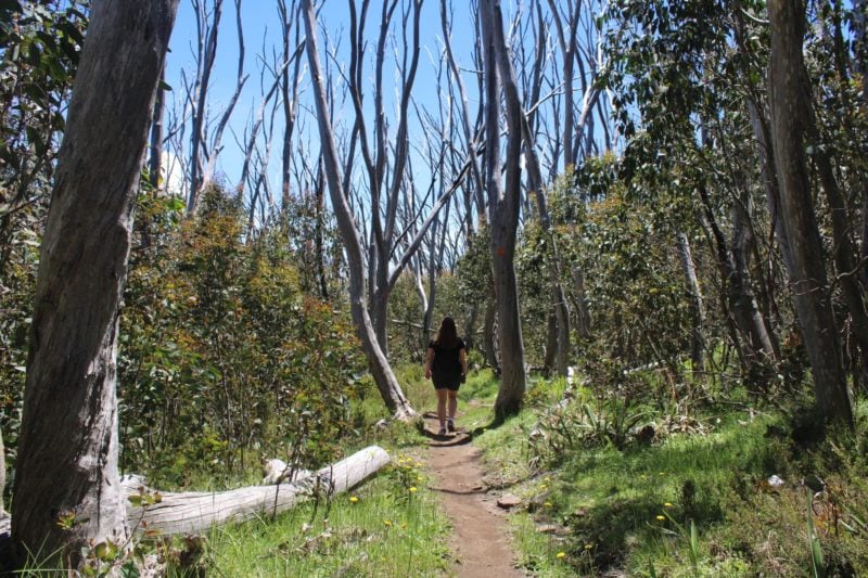 Lake Mountain Summit Walk